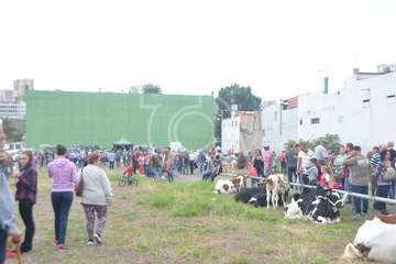 La feria de ganado, atractivo principal de la jornada matutina en Jinámar (Foto Antonio Alí y Francisco Javier Santana)